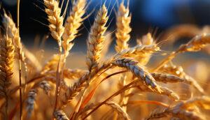 Поставки пшеницы на мировой рынок.png