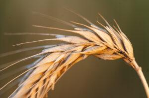 поставки пшеницы