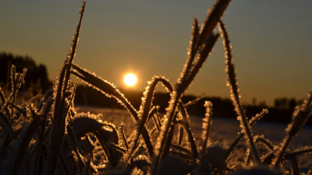 Кубань и Дон собрали две трети страхового урожая: рекордные 6,3 млрд рублей в 2025 году